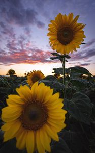 Preview wallpaper sunflowers, field, flowers, bloom