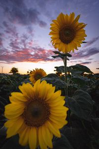 Preview wallpaper sunflowers, field, flowers, bloom