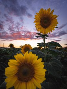 Preview wallpaper sunflowers, field, flowers, bloom