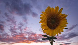 Preview wallpaper sunflowers, field, flowers, bloom