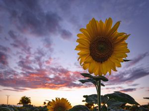 Preview wallpaper sunflowers, field, flowers, bloom