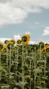 Preview wallpaper sunflowers, field, flowers, sky