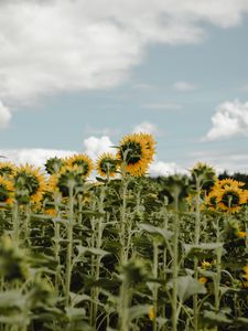 Preview wallpaper sunflowers, field, flowers, sky