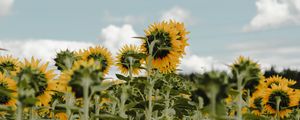 Preview wallpaper sunflowers, field, flowers, sky