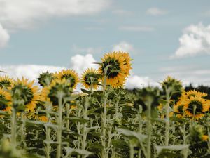 Preview wallpaper sunflowers, field, flowers, sky