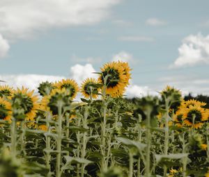 Preview wallpaper sunflowers, field, flowers, sky