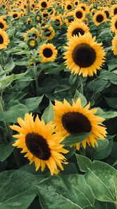 Preview wallpaper sunflowers, field, flowers, yellow