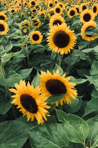 Preview wallpaper sunflowers, field, flowers, yellow