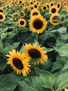 Preview wallpaper sunflowers, field, flowers, yellow