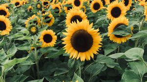 Preview wallpaper sunflowers, field, flowers, yellow