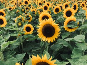 Preview wallpaper sunflowers, field, flowers, yellow