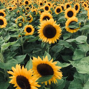 Preview wallpaper sunflowers, field, flowers, yellow