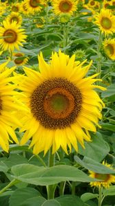 Preview wallpaper sunflowers, field, green, summer, couple