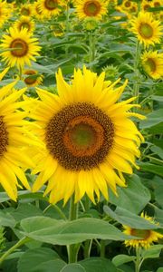 Preview wallpaper sunflowers, field, green, summer, couple