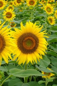 Preview wallpaper sunflowers, field, green, summer, couple