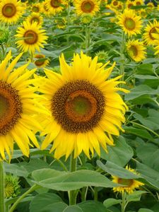 Preview wallpaper sunflowers, field, green, summer, couple