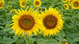 Preview wallpaper sunflowers, field, green, summer, couple