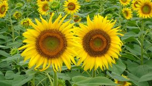 Preview wallpaper sunflowers, field, green, summer, couple