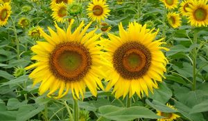 Preview wallpaper sunflowers, field, green, summer, couple