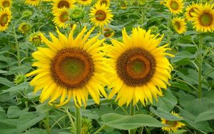 Preview wallpaper sunflowers, field, green, summer, couple