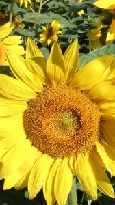 Preview wallpaper sunflowers, field, greens, sunny, close-up