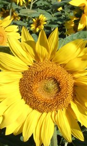 Preview wallpaper sunflowers, field, greens, sunny, close-up