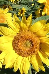 Preview wallpaper sunflowers, field, greens, sunny, close-up