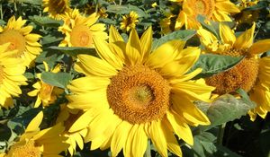 Preview wallpaper sunflowers, field, greens, sunny, close-up