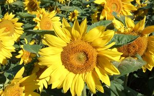 Preview wallpaper sunflowers, field, greens, sunny, close-up