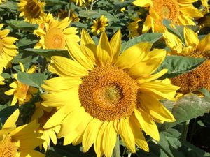 Preview wallpaper sunflowers, field, greens, sunny, close-up