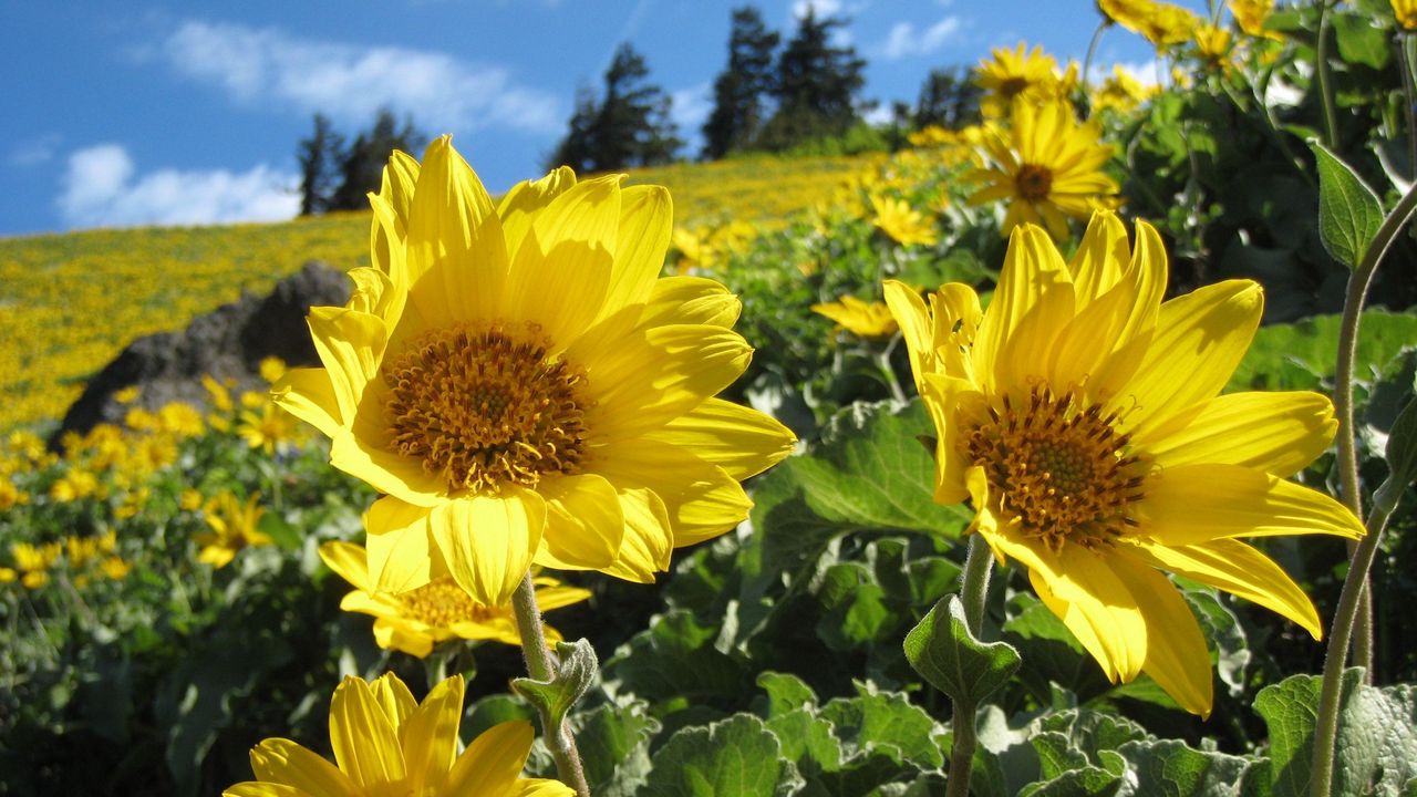 Wallpaper sunflowers, field, greens, summer, sunny