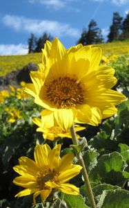 Preview wallpaper sunflowers, field, greens, summer, sunny