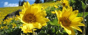 Preview wallpaper sunflowers, field, greens, summer, sunny