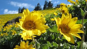 Preview wallpaper sunflowers, field, greens, summer, sunny