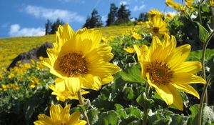 Preview wallpaper sunflowers, field, greens, summer, sunny