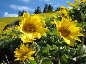 Preview wallpaper sunflowers, field, greens, summer, sunny