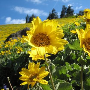 Preview wallpaper sunflowers, field, greens, summer, sunny