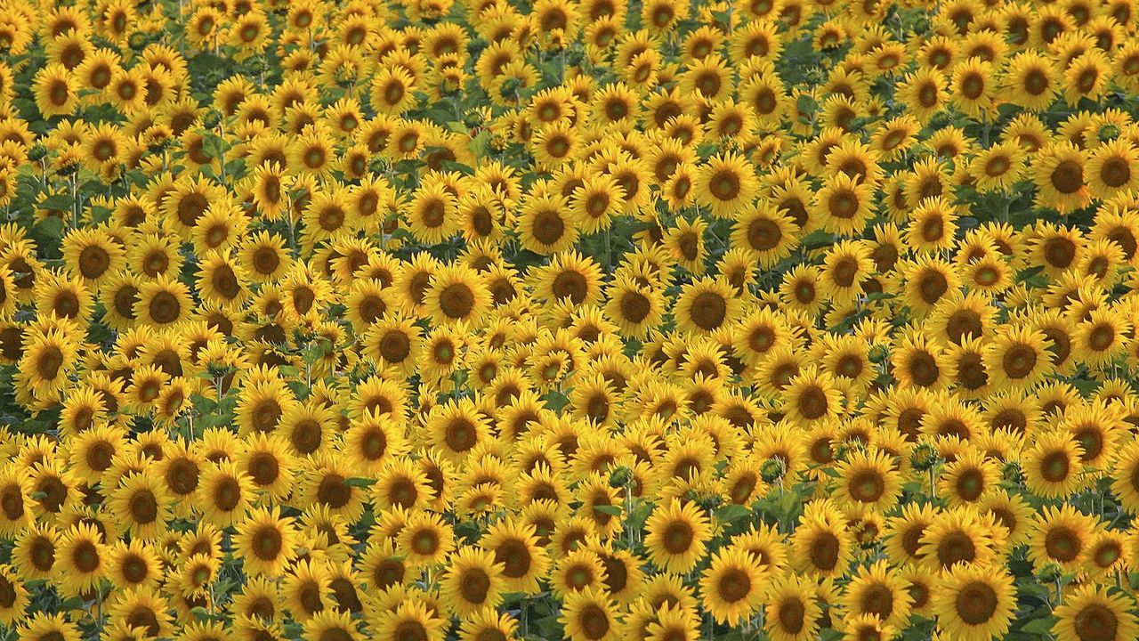 Wallpaper sunflowers, field, many, summer