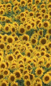 Preview wallpaper sunflowers, field, many, summer