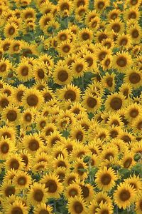 Preview wallpaper sunflowers, field, many, summer