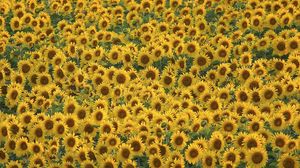 Preview wallpaper sunflowers, field, many, summer