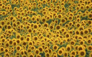 Preview wallpaper sunflowers, field, many, summer