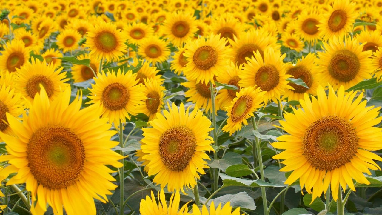 Wallpaper sunflowers, field, many, hats