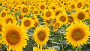 Preview wallpaper sunflowers, field, many, hats