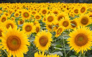 Preview wallpaper sunflowers, field, many, hats
