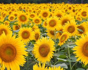 Preview wallpaper sunflowers, field, many, hats