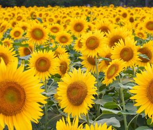 Preview wallpaper sunflowers, field, many, hats