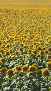 Preview wallpaper sunflowers, field, nature