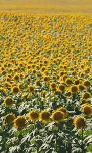 Preview wallpaper sunflowers, field, nature