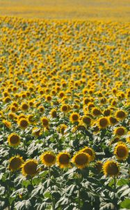 Preview wallpaper sunflowers, field, nature